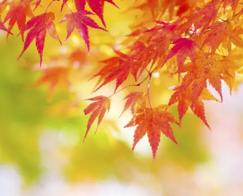 fall checklist for winterizing your home