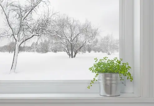 Winter landscape seen through the window, and green plant