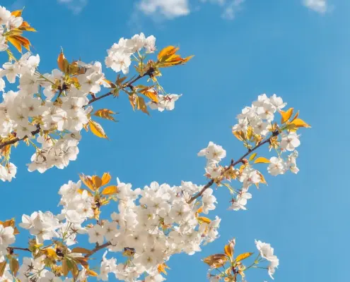 Tree with blossoming flowers