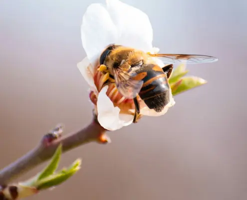Close up off bee on a spring flower