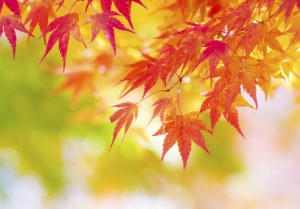 fall checklist for winterizing your home