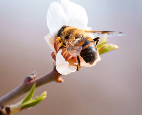 Close up off bee on a spring flower